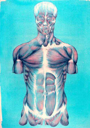 AnatomyFinal1989copy.jpg